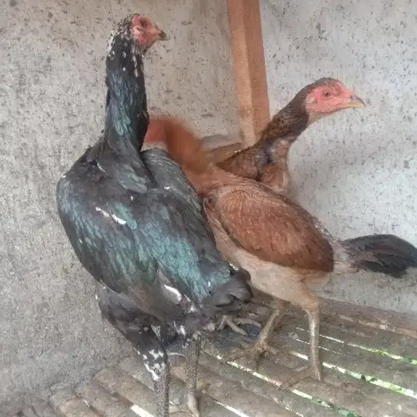 Tiga ayam bangkok betina