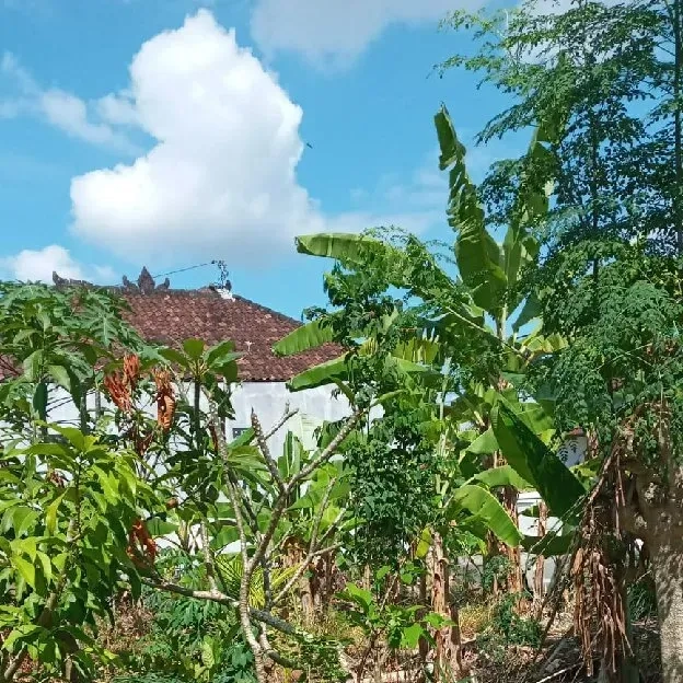 Dijual 2 are, Jl. Betaka Gg. Beji Pengilian Dalung Pandonan Kuta Utara