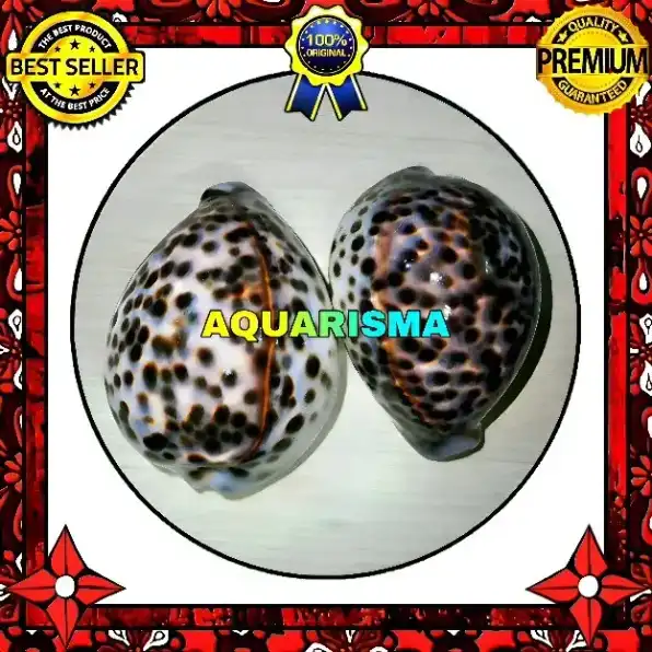 1 PCS CANGKANG KERANG GIGA COWRY CYPRAEA TIGRIS KUWUK MACAN XANTIC GRADE A+