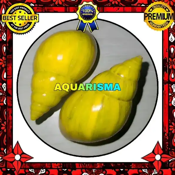 1 PCS CANGKANG KEONG ACHATINIDAE LISSACHATINA FULICA KUNING GRADE A+