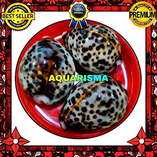 1 PCS CANGKANG KERANG BIG COWRY CYPRAEA TIGRIS KUWUK MACAN GRADE A+