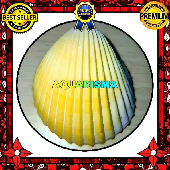 3 PCS CANGKANG KERANG JUMBO BIVALVIA ACROSTERIGMA MAGNUM KUNING GRADE A+