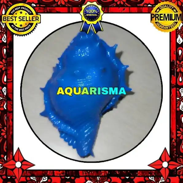 1 PCS CANGKANG KEONG CORAL BURSIDAE BUFONARIA RANA BIRU GRADE A+