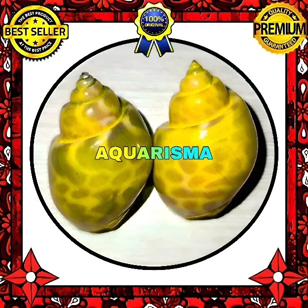 2 PCS CANGKANG KEONG MACAN TIGER TURBO BABILONIA SPIRATA KUNING TRANSPARAN GRADE A+