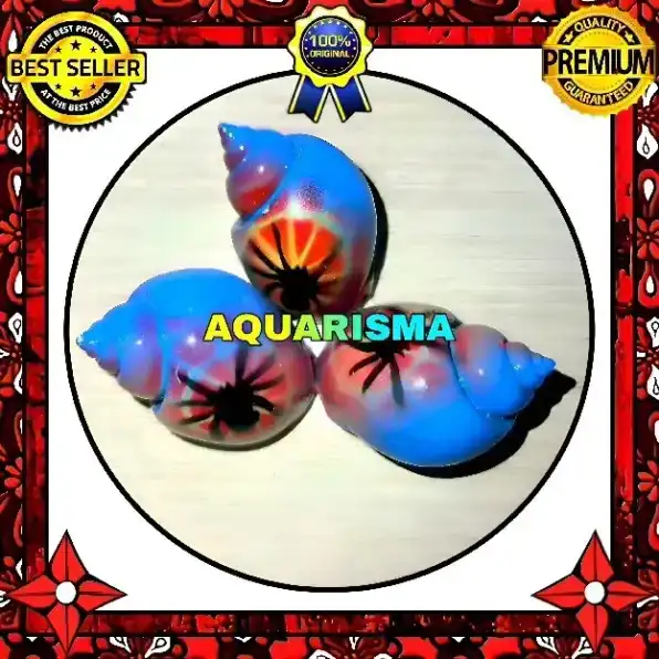 2 PCS CANGKANG KEONG MACAN TIGER TURBO BABILONIA SPIRATA BLUE SPIDER GRADE A+