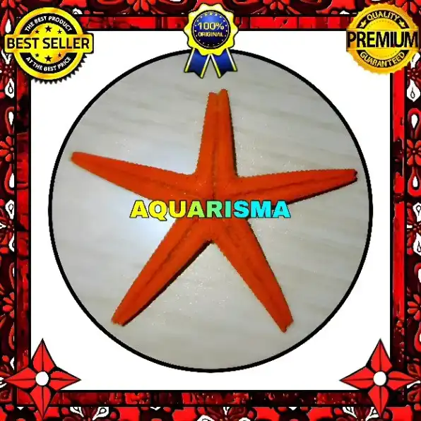 1 PCS CANGKANG BINTANG LAUT SEA STAR ASTROPECTEN SCOPARIUS OREN GRADE A+