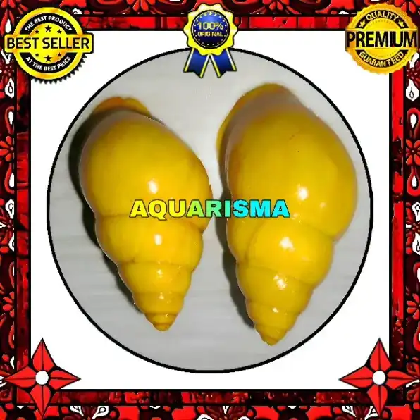 1 PCS CANGKANG KEONG BUTOTI AMPHIDROMUS PERVERSUS GOLDS GRADE A+