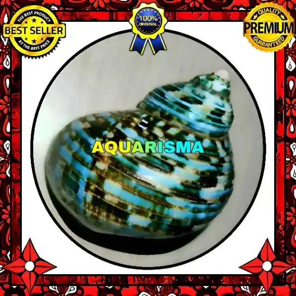 1 PCS CANGKANG KEONG PERFECT MATA LEMBU TURBO TUMIDULUS HIJAU TOSCA POLISH GRADE A+