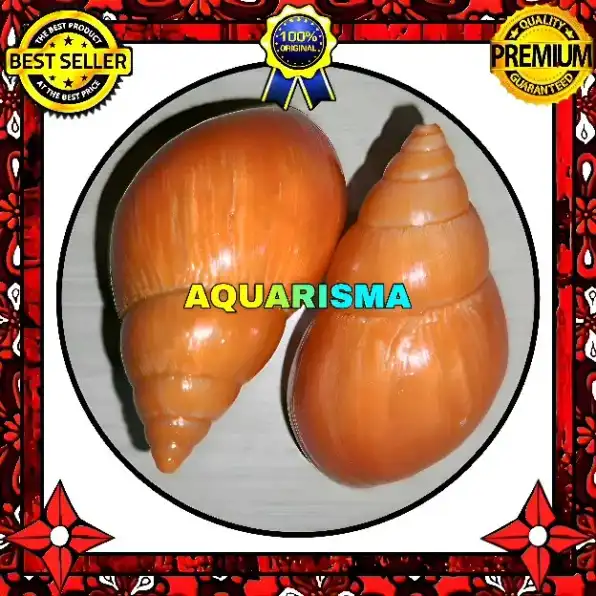 1 PCS CANGKANG KEONG ACHATINIDAE LISSACHATINA FULICA OREN GRADE A+