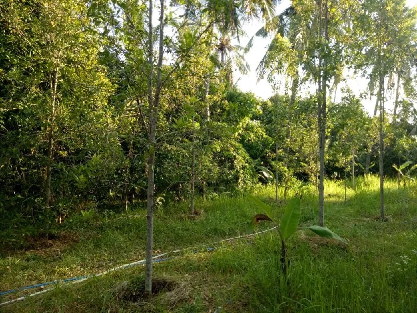 Kebun cengkeh aktif dan produktif area Kubutambahan Buleleng Bali 