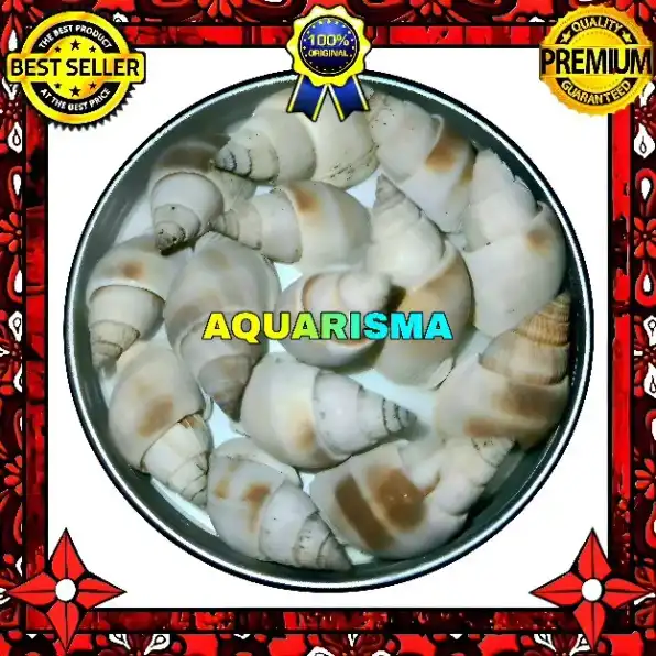 8 PCS CANGKANG KEONG NEO GREY NASSARIUS DORSATUS GRADE A+