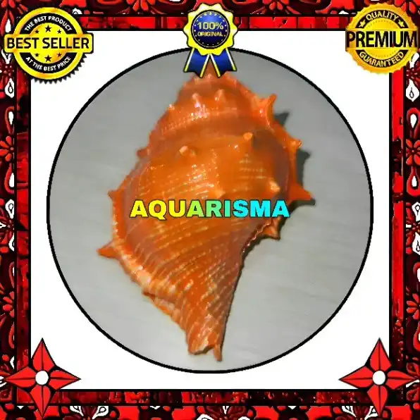 1 PCS CANGKANG KEONG CORAL BURSIDAE BUFONARIA RANA OREN GRADE A+