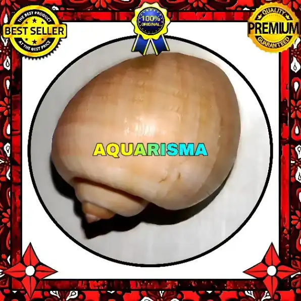 1 PCS CANGKANG KEONG EMAS MURBAI POMACEA CANALICULATA GRADE A+