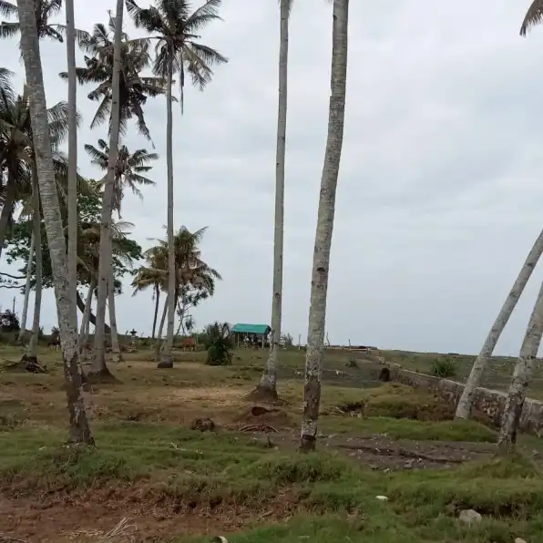 Dijual tanah 1,3 hektare pinggir pantai Penyaringan Mendoyo Jembrana Bali