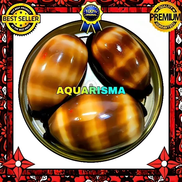 1 PCS CANGKANG KERANG BIG COWRY CYPRAEA TALPARIA TALPA GRADE A+