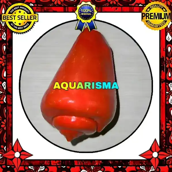 1 PCS CANGKANG KERANG STROMBUS CONOMUREX LUHUANUS CONCH MERAH GRADE A+