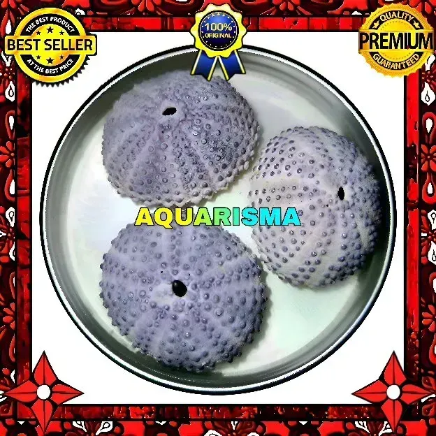 1 PCS CANGKANG BULU BABI UNGU COLOBOCENTROTUS ATRATUS SEA URCHINS GRADE A+