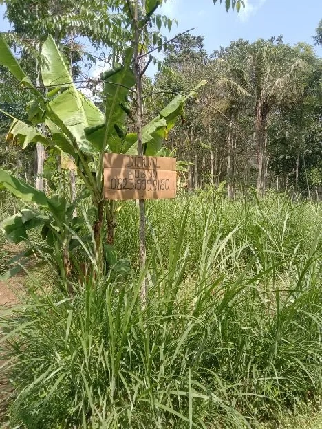 Tanah kebun