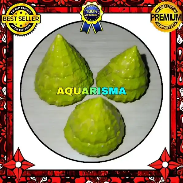 2 PCS CANGKANG KEONG KERUCUT TUMPENG PIRAMIDA RABUNAN PAGODA TECTUS MAURITIANUS HIJAU GRADE A+