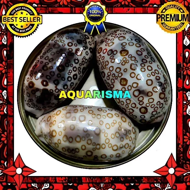 1 PCS CANGKANG KERANG PERFECT BIG COWRY CYPRAEA ARGUS ARESTORIDES POLISH GRADE A+