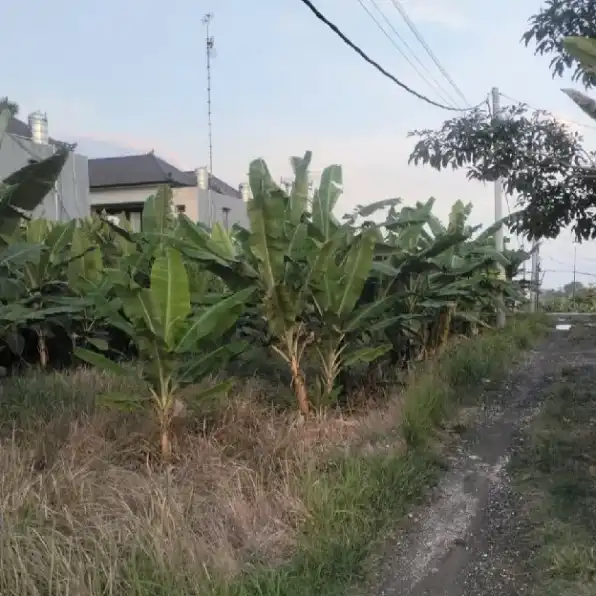 Dikontrakan 2 are, 4 are, Jl. Kayu Tulang Selatan Canggu Kuta Utara