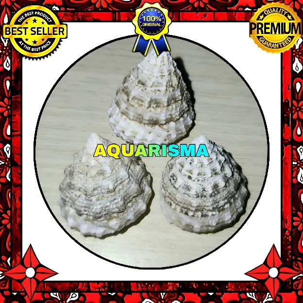 3 PCS CANGKANG KEONG KERUCUT TUMPENG PIRAMIDA RABUNAN PAGODA TECTUS MAURITIANUS GRADE A+