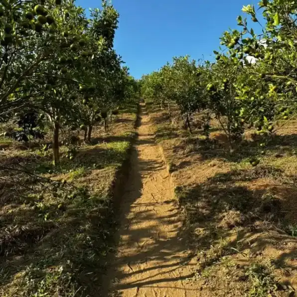 Jual Tanah Kebun Sangat Bagus di Kintamani Bangli Bali