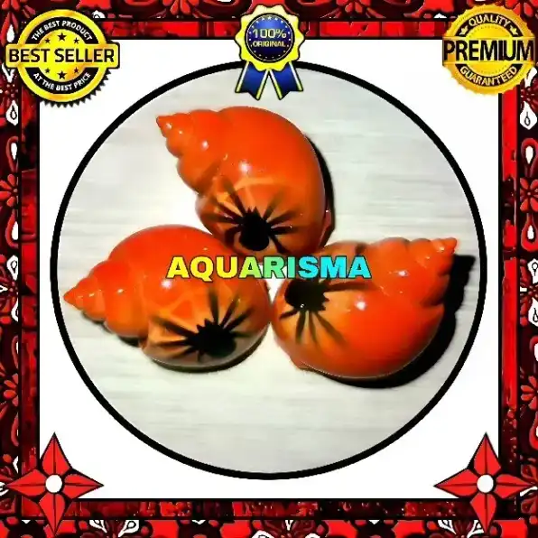 2 PCS CANGKANG KEONG MACAN TIGER TURBO BABILONIA SPIRATA ORANGE SPIDER GRADE A+