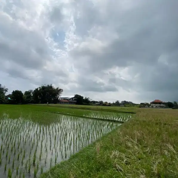 Dijual 3 are & 6 are, Belakang PUSKESMAS Pembantu Nyambu Kediri Tabanan