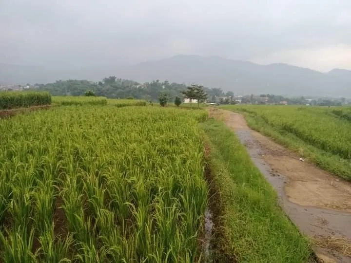 TANAH SAWAH PRODUKTIF PINGGIR JALAN 