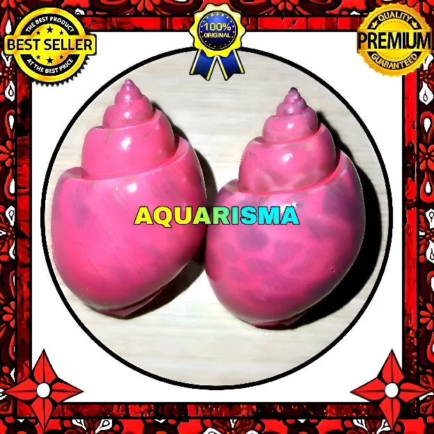 2 PCS CANGKANG KEONG MACAN TIGER TURBO BABILONIA SPIRATA PINK TRANSPARAN GRADE A+