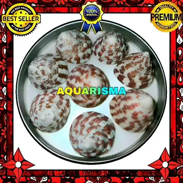 8 PCS CANGKANG KEONG KERUCUT TUMPENG PIRAMIDA RABUNAN PAGODA RED ROCHIA CONUS GRADE A+