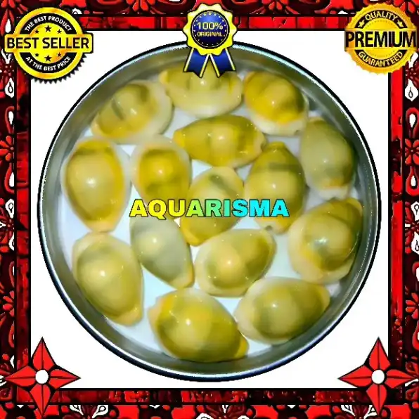 3 PCS CANGKANG KERANG COWRY CYPRAEA MONETARIA MONETA GRADE A+