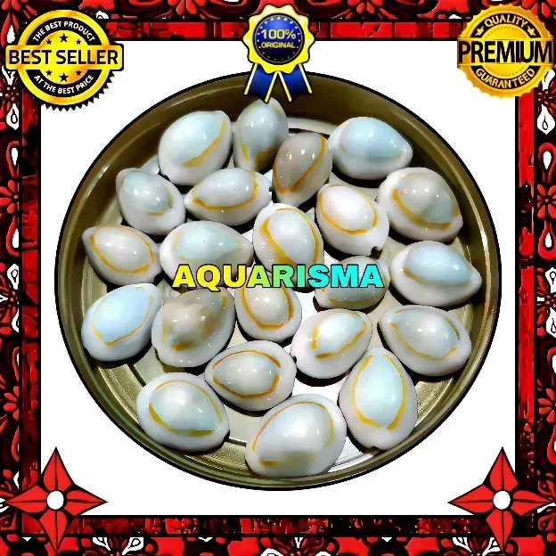 7 PCS CANGKANG KERANG MINI COWRY CYPRAEA MONETARIA ANNULUS GRADE A+