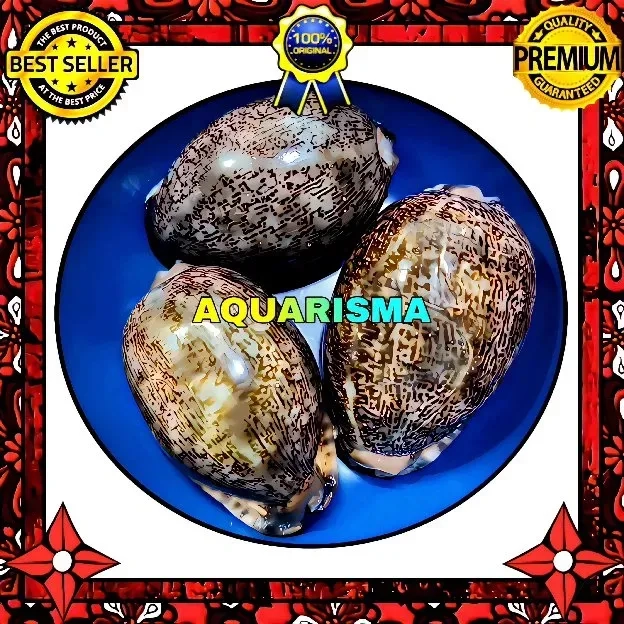 1 PCS CANGKANG KERANG MEDIUM COWRY CYPRAEA MAURITIA ARABICA BLACK PANTHER POLISH GRADE A+