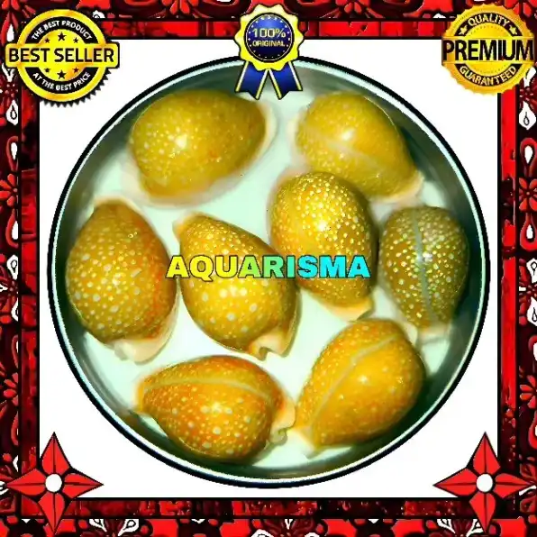 2 PCS CANGKANG KERANG MEDIUM COWRY CYPRAEA NARIA MILIARIS GRADE A+