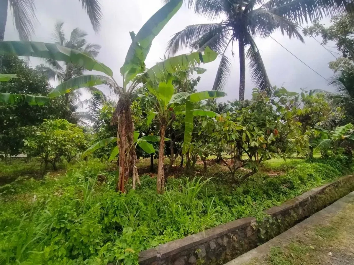 Jual Tanah Kebun Sangat Luas di Daerah Antosari Tabanan Bali