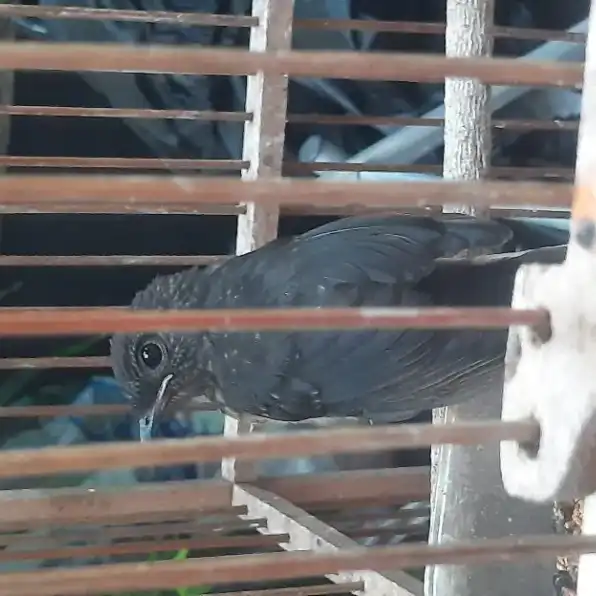 BURUNG MURAI BATU TROTOLAN