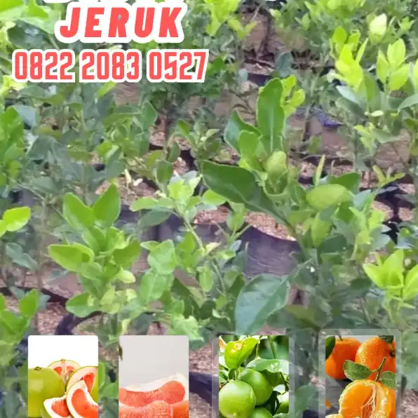 0822.2083.0527 (Tsel)  Hortikultura Buah  Bibit Jeruk Purut Dari Biji