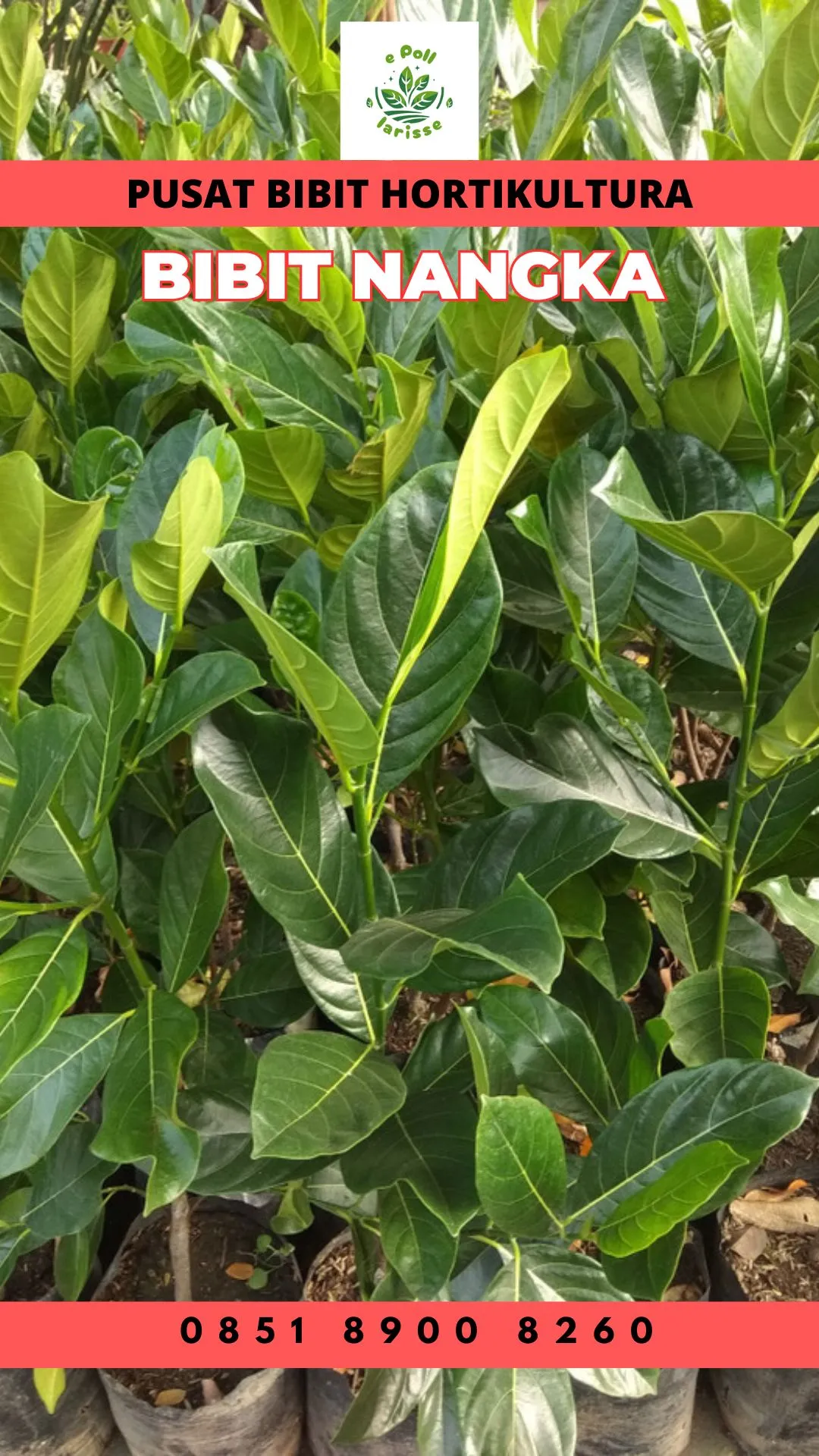 Sentra Bibit Pertanian, Bibit Pohon Nangka Madu