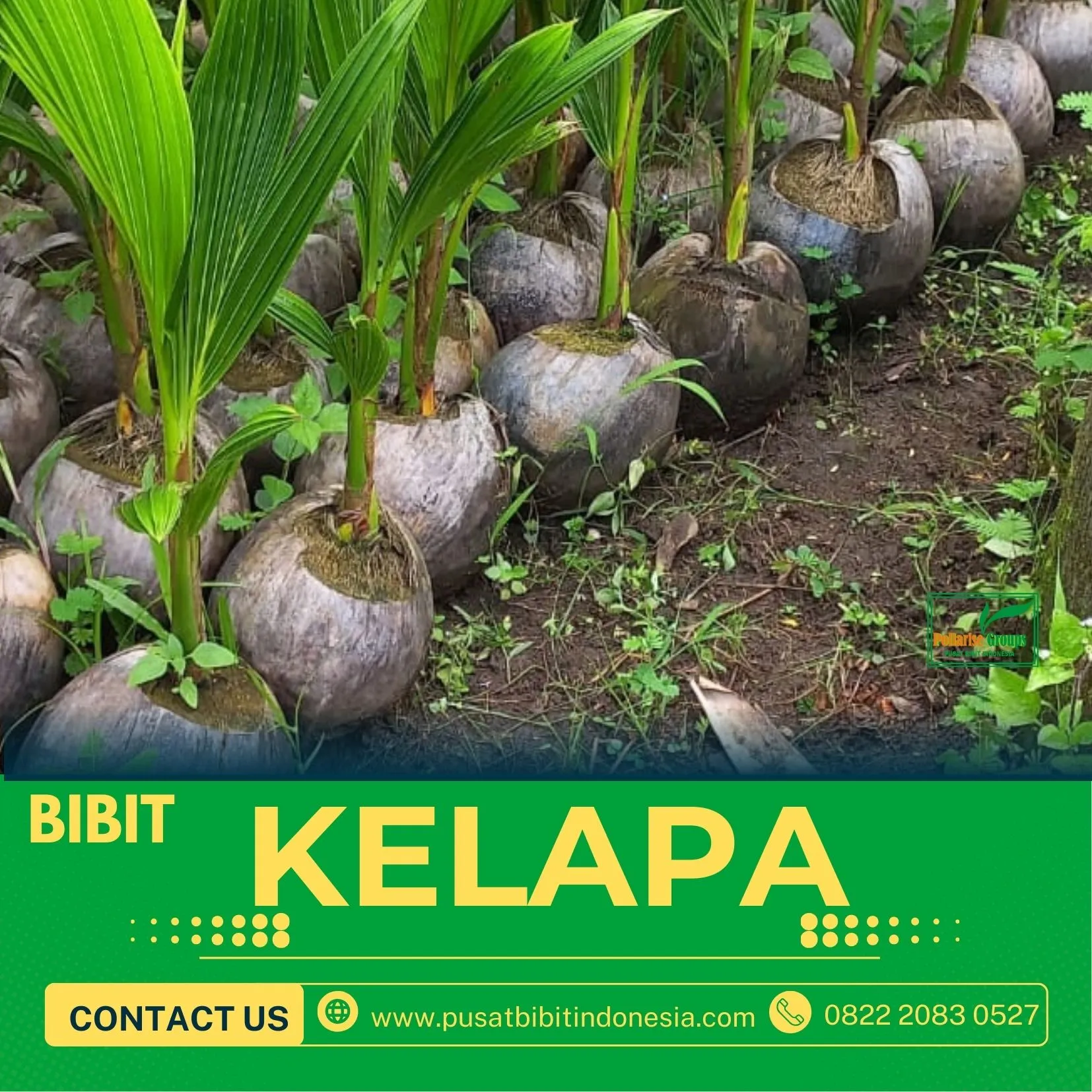 Sentra Bibit Kelapa,  Bibit Kelapa Hibrida Tasikmalaya