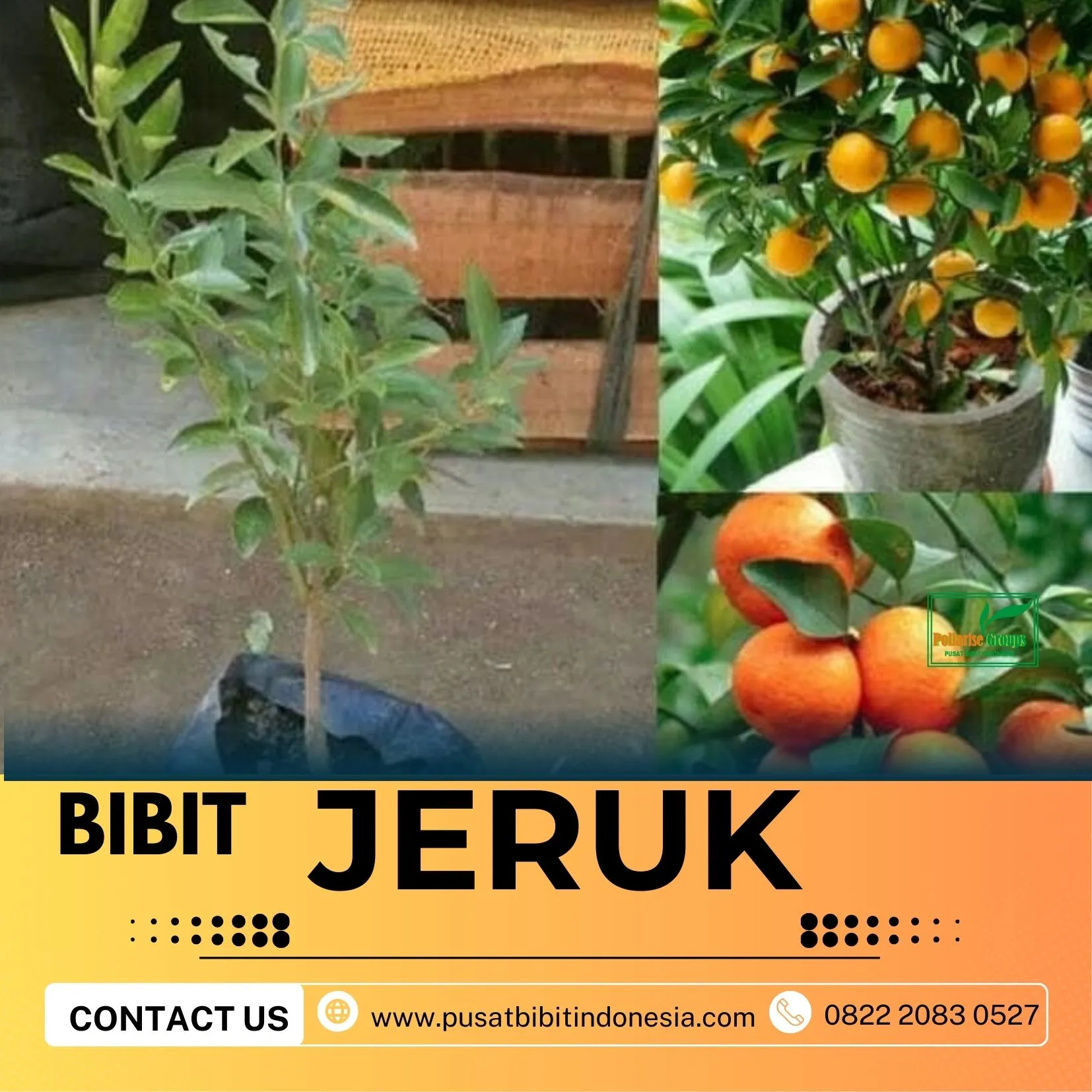 Hortikultura Buah  Pen Bibit Jeruk Nagami Di Kediri