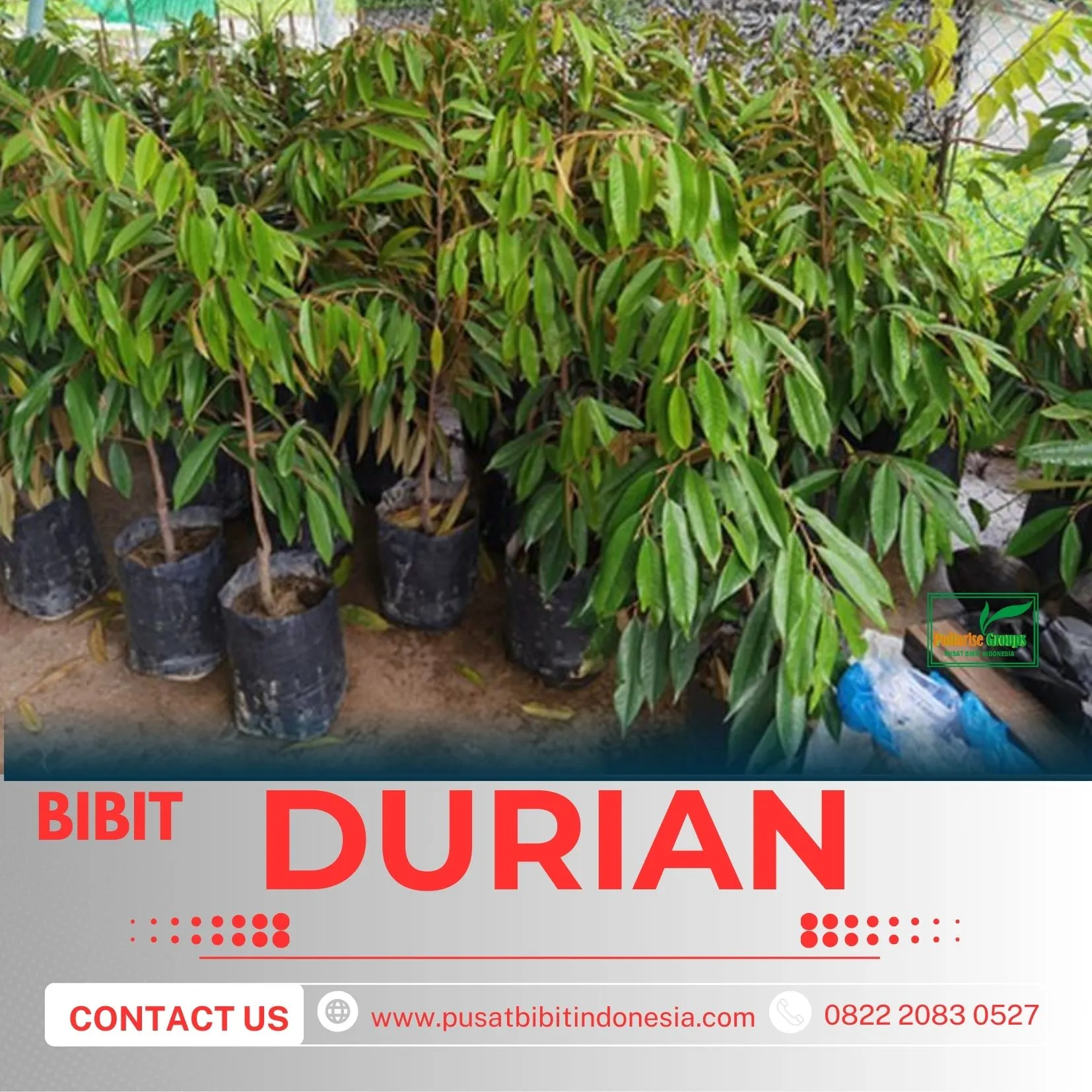 Sentra Pengadaan  Bibit Durian Montong Di Jakarta