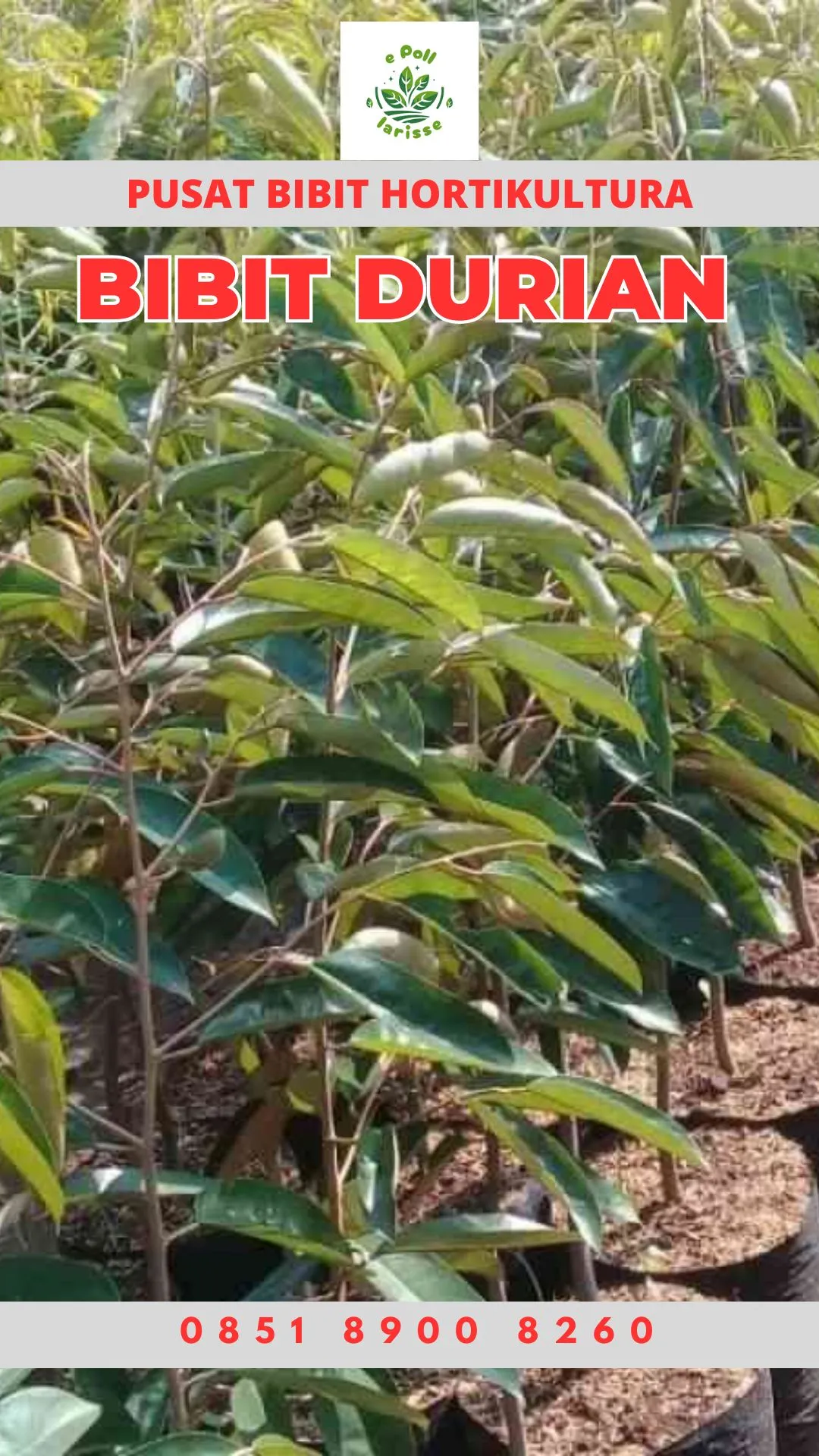 Hortikultura Buah Bibit Durian Montong Petruk