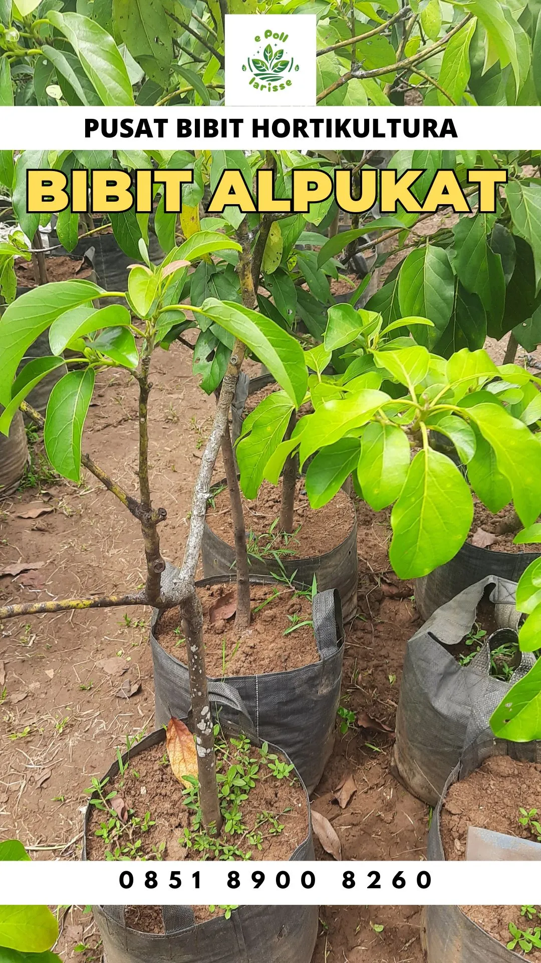 Hortikultura Buah  Bibit Alpukat Di Kediri