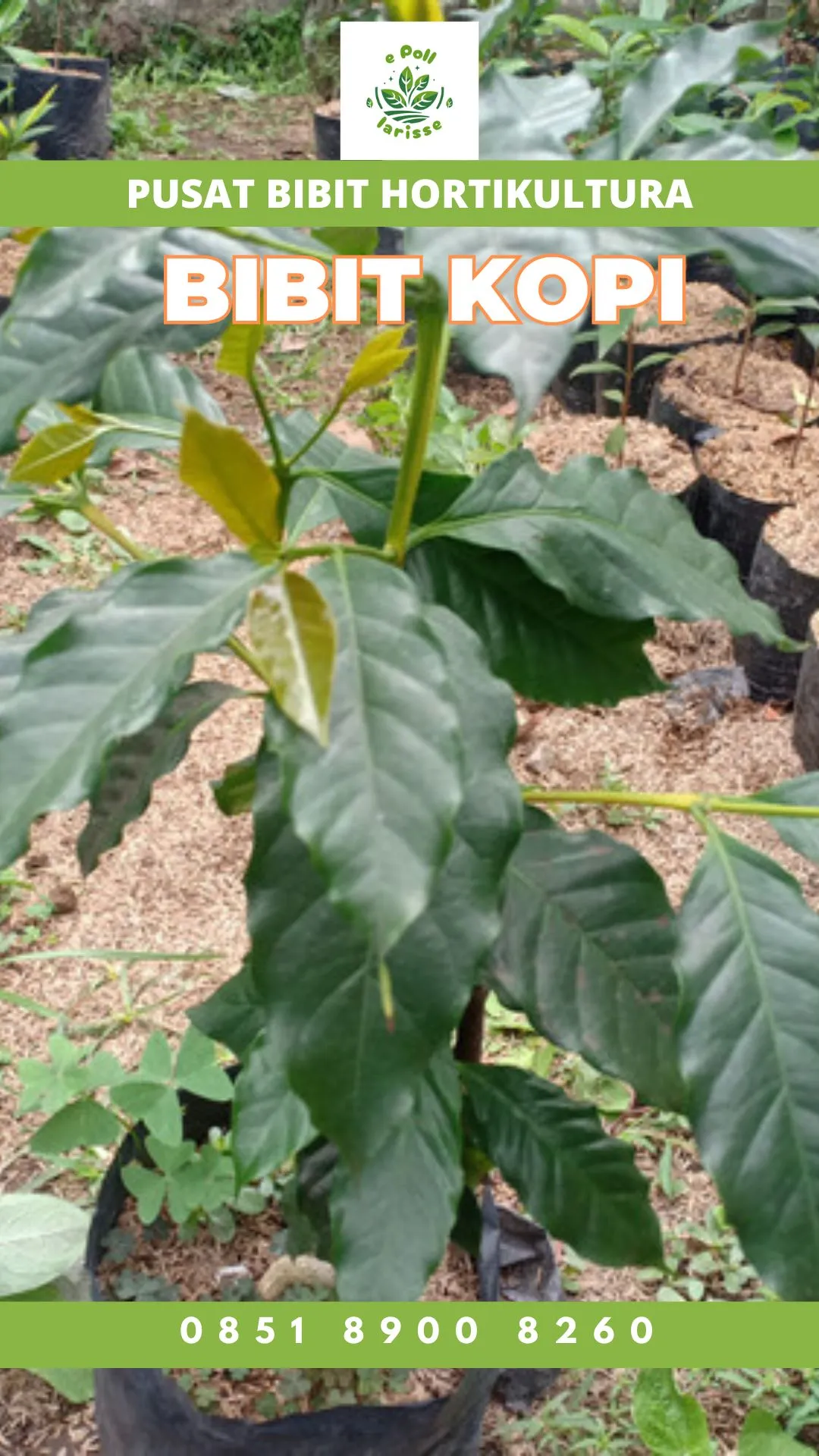 Sentra Bibit Kopi, Bibit Kopi Di Kuningan