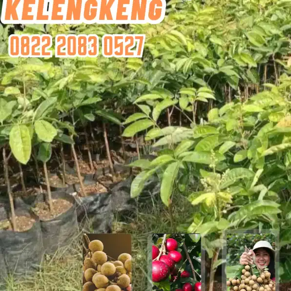 0822.2083.0527 (Tsel) Agrocenter Harga Bibit Kelengkeng Di Lampung