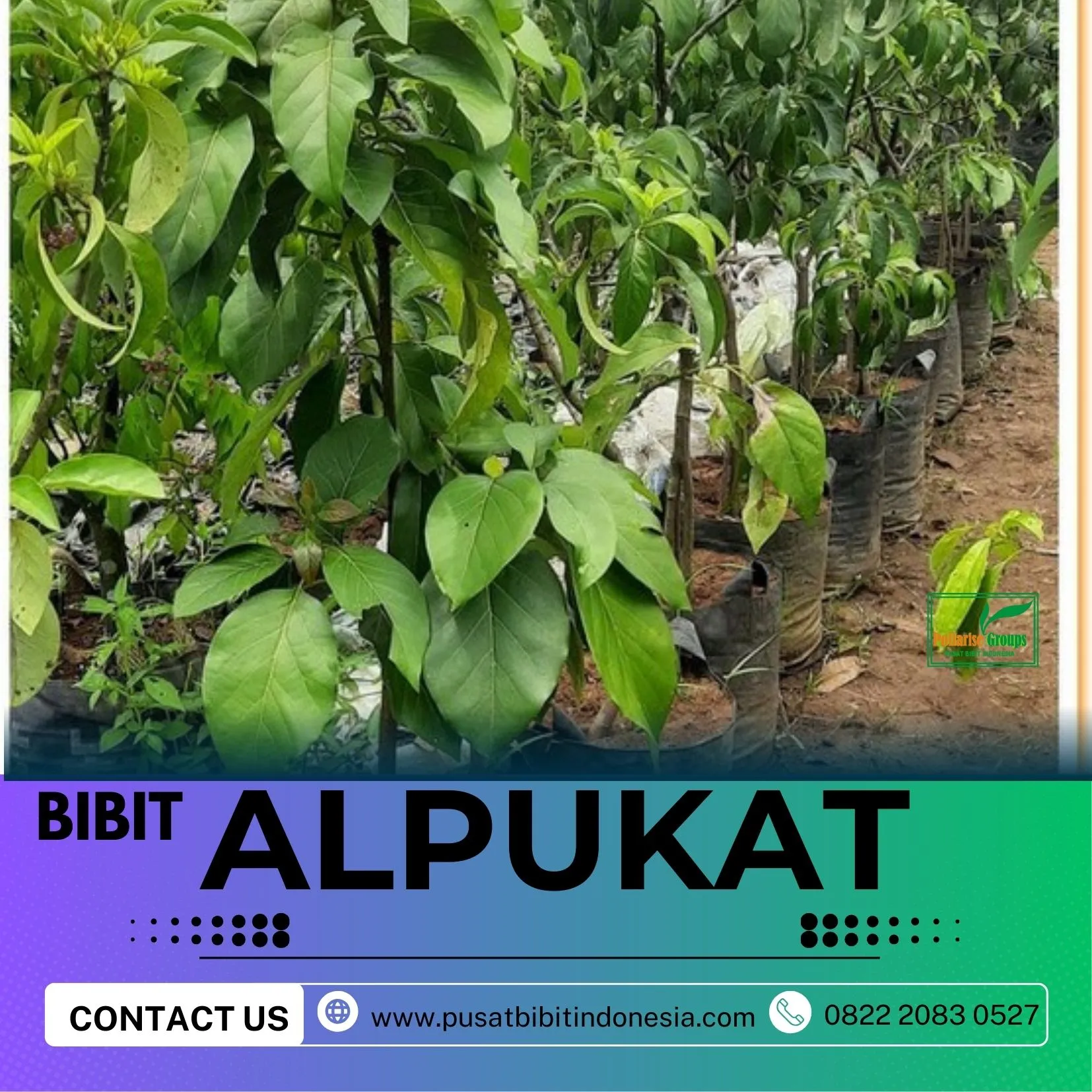 Hortikultura Buah  Bibit Alpukat Mentega Miki