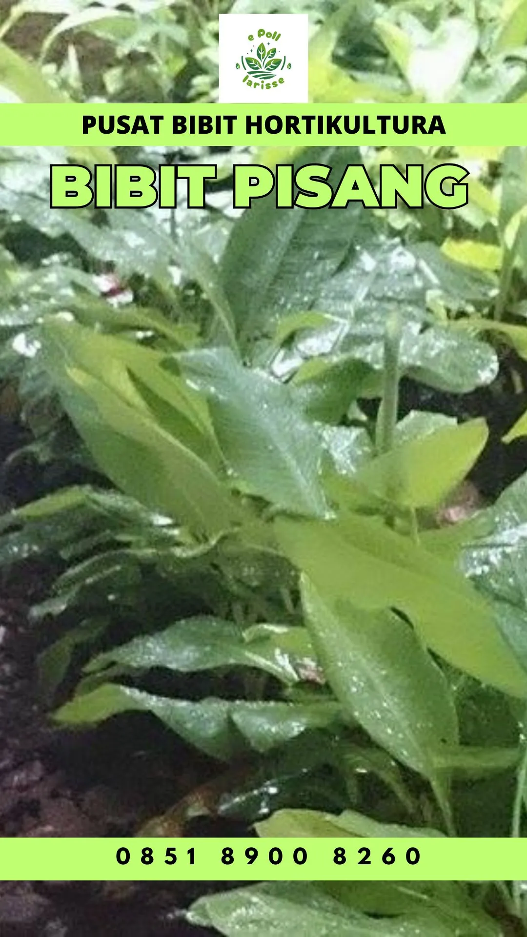 Harga Bibit Pisang Raja Di Jogja