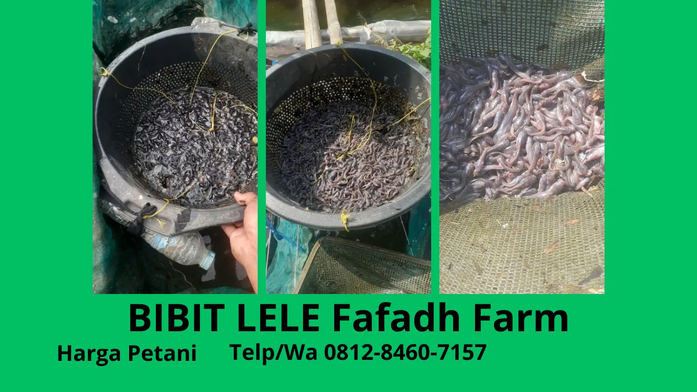 Hasil melimpah  Harga Bibit Lele Untuk Pemula Kualitas Terjamin Purwakarta Klaten